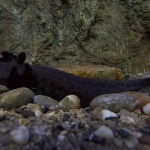 Mudpuppy/ Necturus maculosus