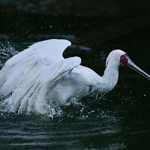 African spoonbill (Platalea alba)