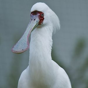 African spoonbill (Platalea alba)
