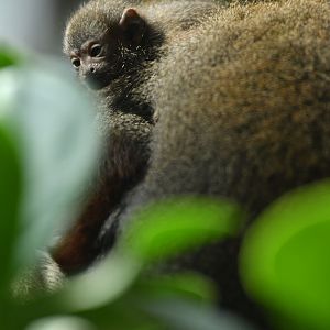 Coppery titi (Plecturocebus cupreus)
