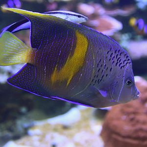 Pomacanthus maculosus