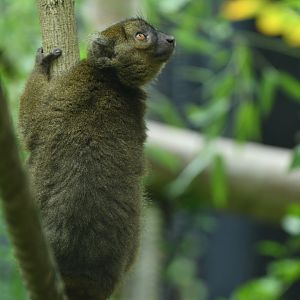 Greater bamboo lemur (Prolemur simus)