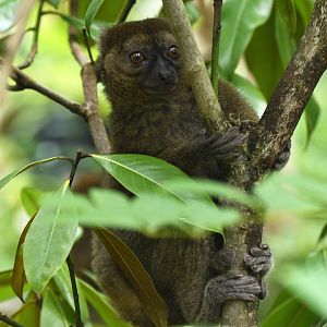 Greater bamboo lemur (Prolemur simus)