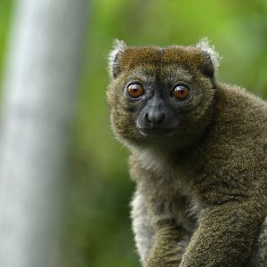 Greater bamboo lemur (Prolemur simus)