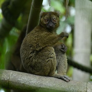 Greater bamboo lemur (Prolemur simus)