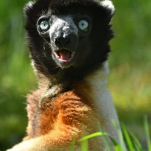 Crowned sifaka (Propithecus coronatus)