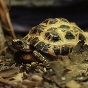 Spider tortoise (Pyxis arachnoides)