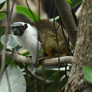 Pied tamarin (Saguinus bicolor)