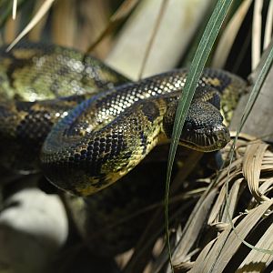 Sanzinia madagascariensis
