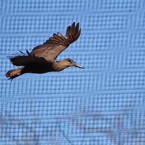 Hamerkop (Scopus umbreta)