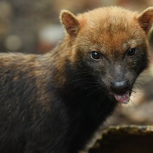 Bush dog (Speothos venaticus)