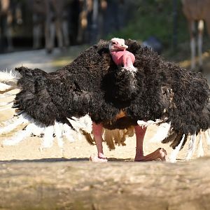North-african ostric (Struthio camelus camelus)