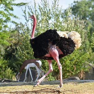 North-african ostric (Struthio camelus camelus)