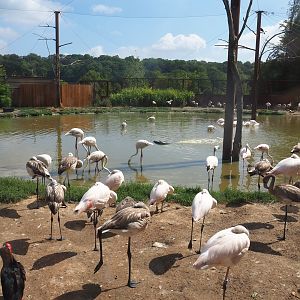 Flamingo aviary, 2022-08-20