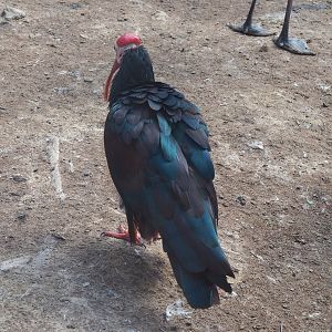 Southern bald ibis (Geronticus calvus), 2022-08-20