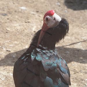 Southern bald ibis (Geronticus calvus), 2022-08-20