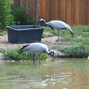 Demoiselle cranes (Anthropoides virgo), 2022-08-20