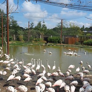 Flamingo aviary, 2022-08-20