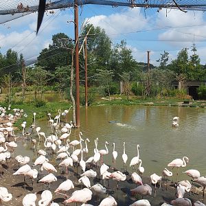 Flamingo aviary, 2022-08-20