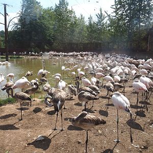 Greater flamingo (Phoenicopterus roseus) colony, 2022-08-20