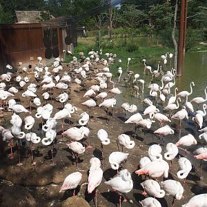 Greater flamingo (Phoenicopterus roseus) colony, 2022-08-20