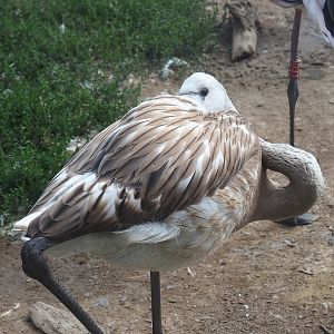 Juvenile Greater flamingo (Phoenicopterus roseus), 2022-08-20