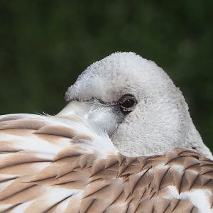 Juvenile Greater flamingo (Phoenicopterus roseus), 2022-08-20