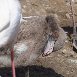 Juvenile Greater flamingo (Phoenicopterus roseus), 2022-08-20