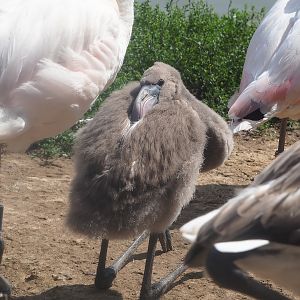 Juvenile Greater flamingo (Phoenicopterus roseus), 2022-08-20