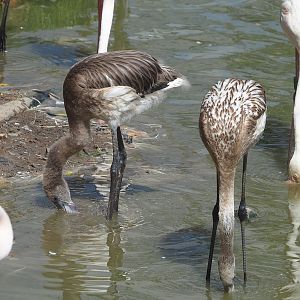 Juvenile Greater flamingos (Phoenicopterus roseus), 2022-08-20