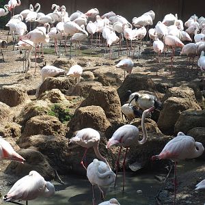 Flamingo nesting mounds, 2022-08-20