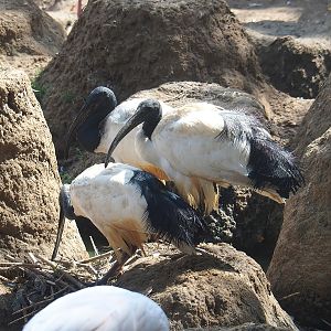 African sacred ibis (Threskiornis aethiopicus), 2022-08-20
