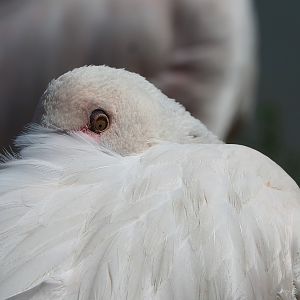 Greater flamingo (Phoenicopterus roseus), 2022-08-20