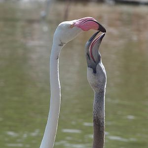 Greater flamingo (Phoenicopterus roseus) with juvenile, 2022-08-20