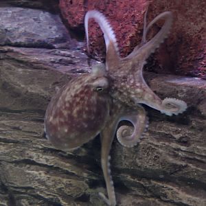 Lesser octopus on rock wall
