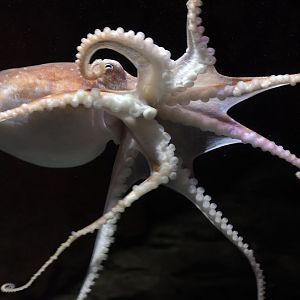 Lesser octopus swimming