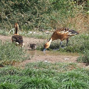 Fulvous whistling ducks (Dendrocygna bicolor) with chick, 2022-08-20