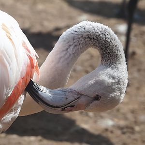 Greater flamingo (Phoenicopterus roseus), 2022-08-20