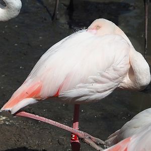 Greater flamingo (Phoenicopterus roseus), 2022-08-20