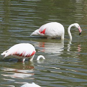 Greater flamingos (Phoenicopterus roseus) foraging in deeper water, 2022-08-20
