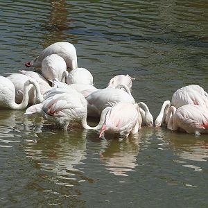 Greater flamingos (Phoenicopterus roseus) foraging in deeper water, 2022-08-20