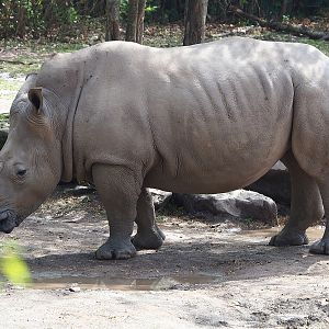 Southern white rhinoceros (Ceratotherium simum simum), 2022-08-20