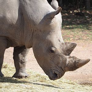 Southern white rhinoceros (Ceratotherium simum simum), 2022-08-20
