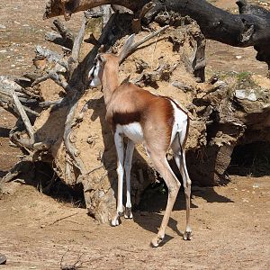 Springbok (Antidorcas marsupialis), 2022-08-20