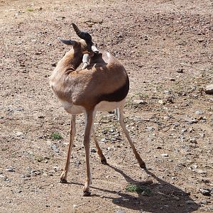 Springbok (Antidorcas marsupialis), 2022-08-20