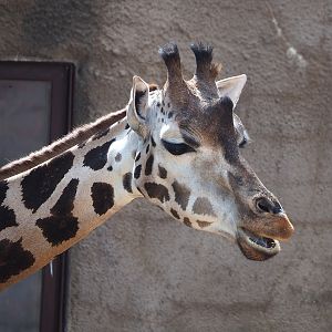 Rothschild's giraffe (Giraffa camelopardalis rothschildi), 2022-08-20