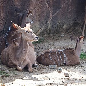 Greater kudus (Tragelaphus strepsiceros), 2022-08-20