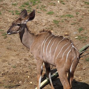 Greater kudu (Tragelaphus strepsiceros), 2022-08-20