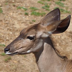 Greater kudu (Tragelaphus strepsiceros), 2022-08-20