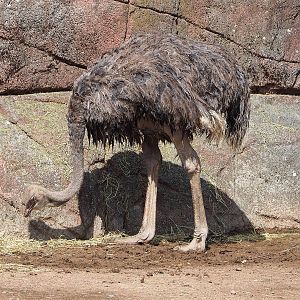 South African ostrich (Struthio camelus australis), 2022-08-20